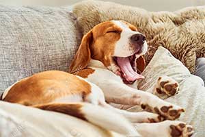 dog yawning on pillow