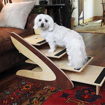 Maltese on adjustable dog stairs