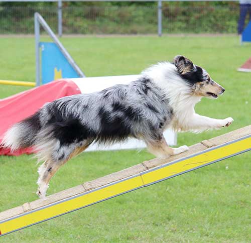 dog running up ramp