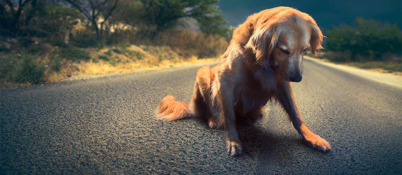 Homeless dog on desert road