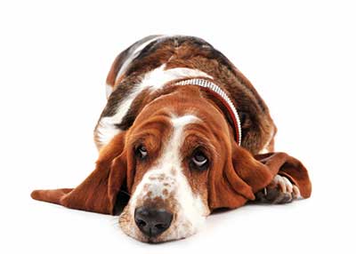 basset hound at rest