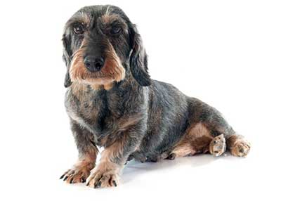 old wire haired dachshund