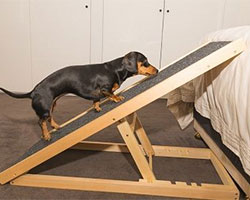 dachshund struggling up dog ramp