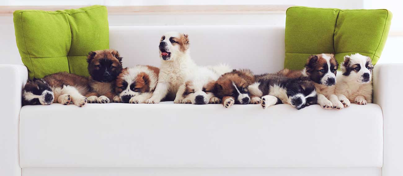 puppies on a couch