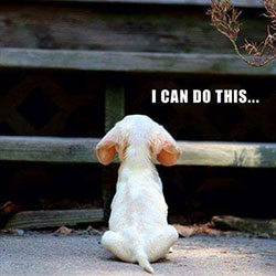 small dog facing up stairs