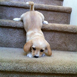 puppy coming down stairs